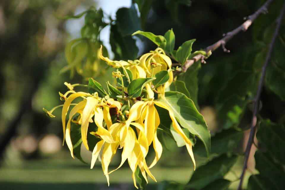 Oleo essencial de ylang ylang