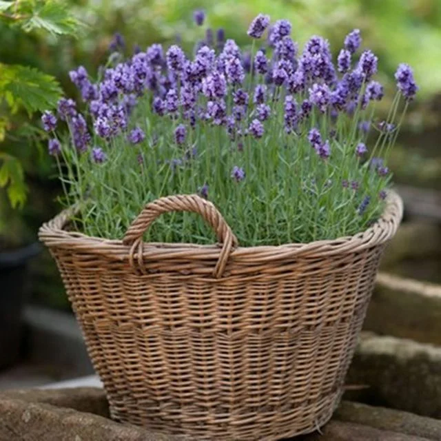 Óleo essencial de Lavanda