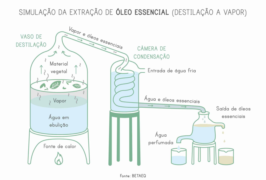 Processo de destilação por arraste de vapor do óleo essencial Fennel doTERRA