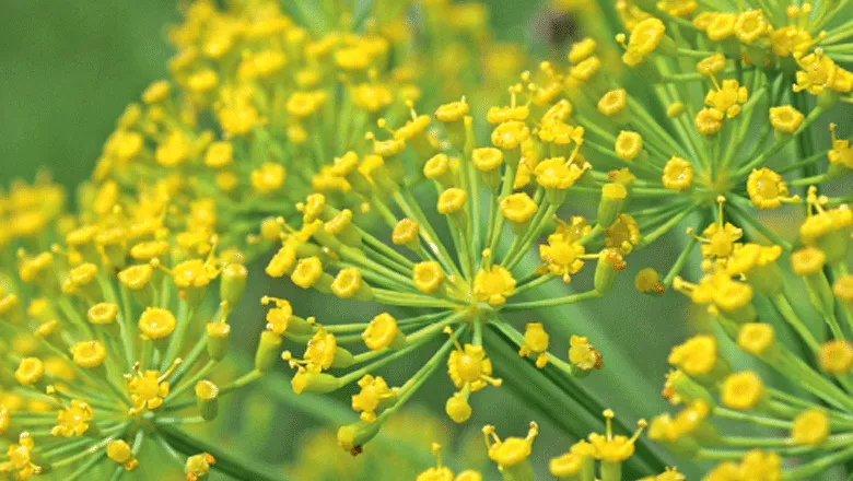 planta erva-doce de onde é extraído o óleo essencial de Fennel